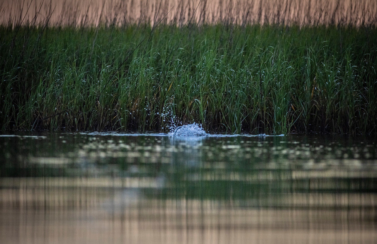 topwater3